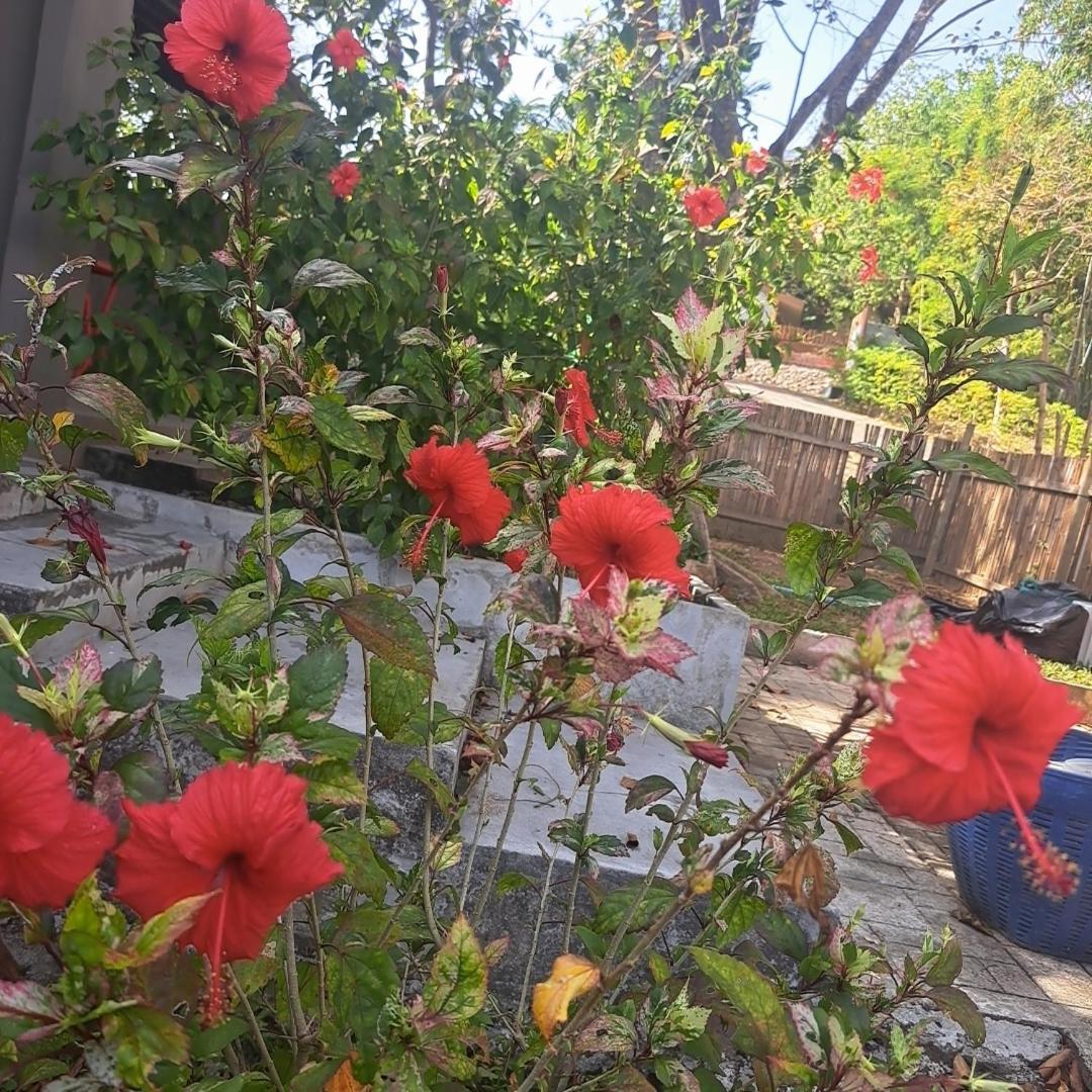 Siam Flora Resort 란타섬 객실 사진