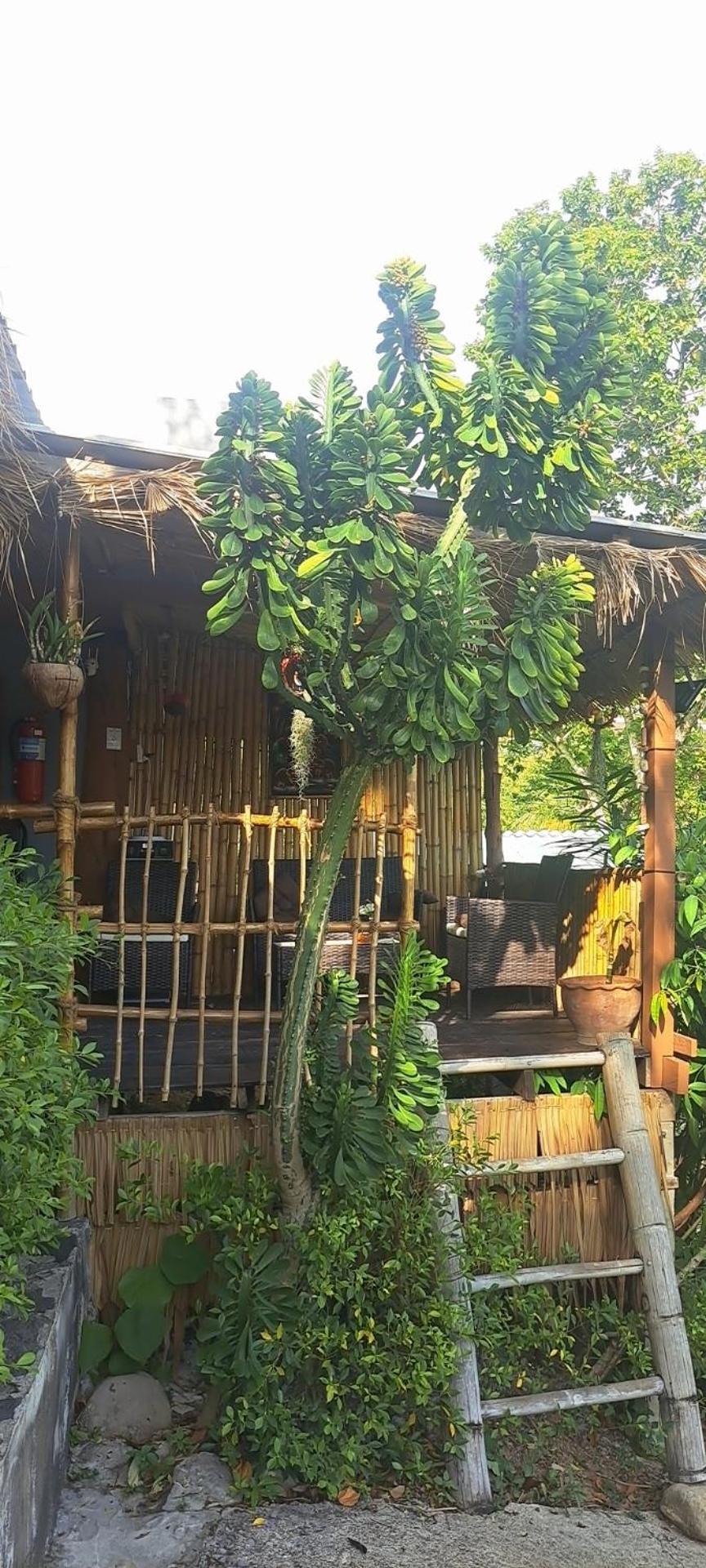 Siam Flora Resort 란타섬 객실 사진