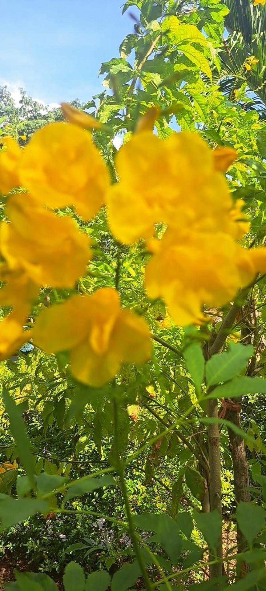 Siam Flora Resort 란타섬 외부 사진