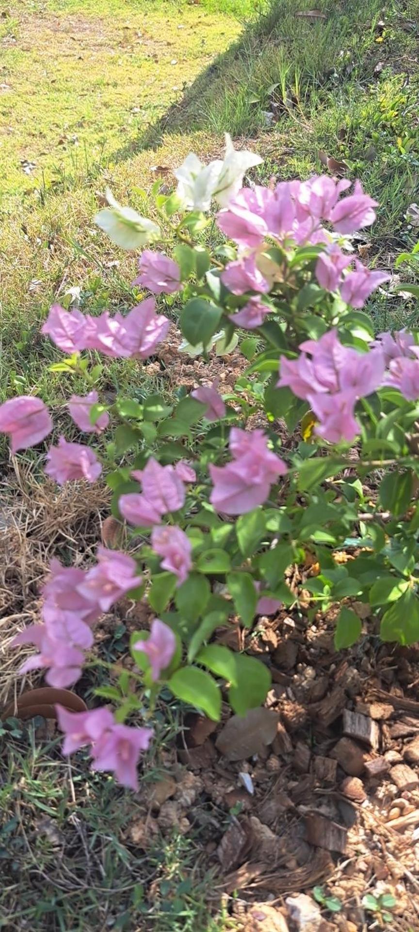 Siam Flora Resort 란타섬 외부 사진