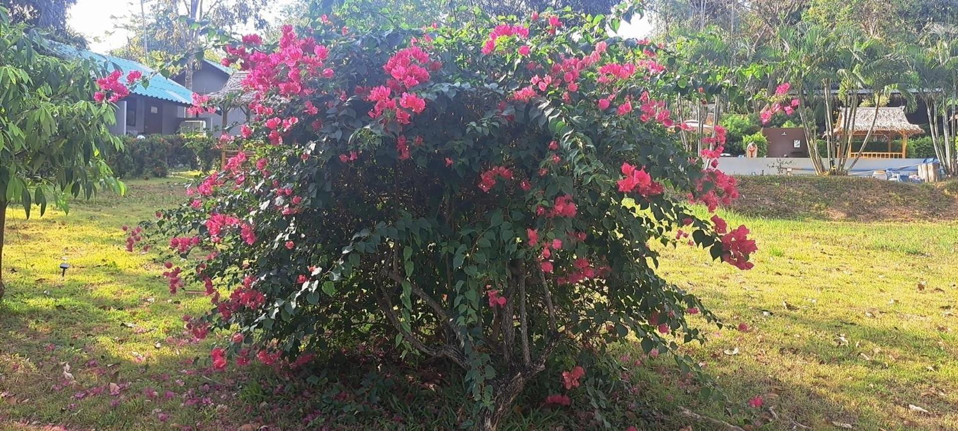 Siam Flora Resort 란타섬 객실 사진