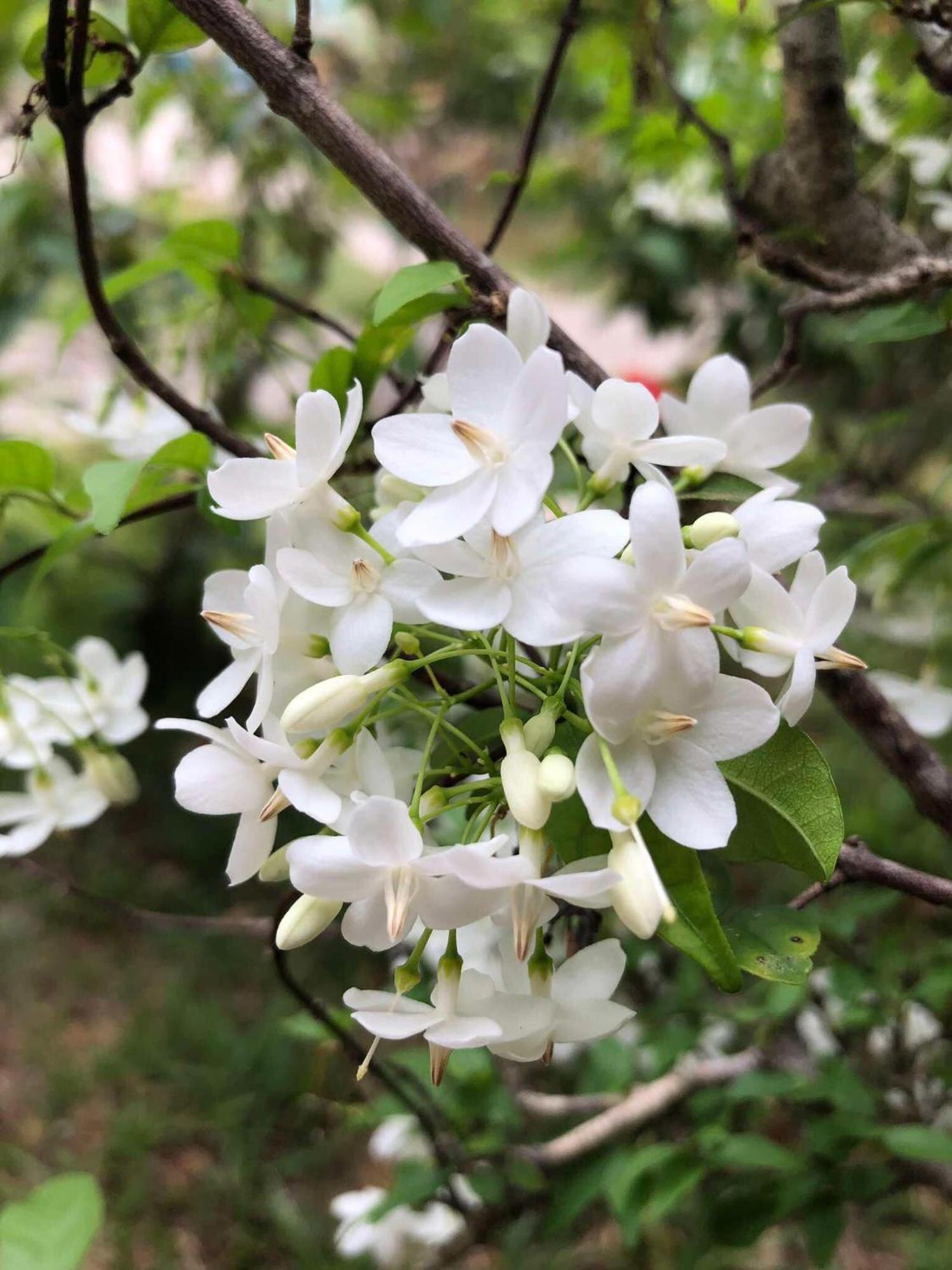 Siam Flora Resort 란타섬 외부 사진