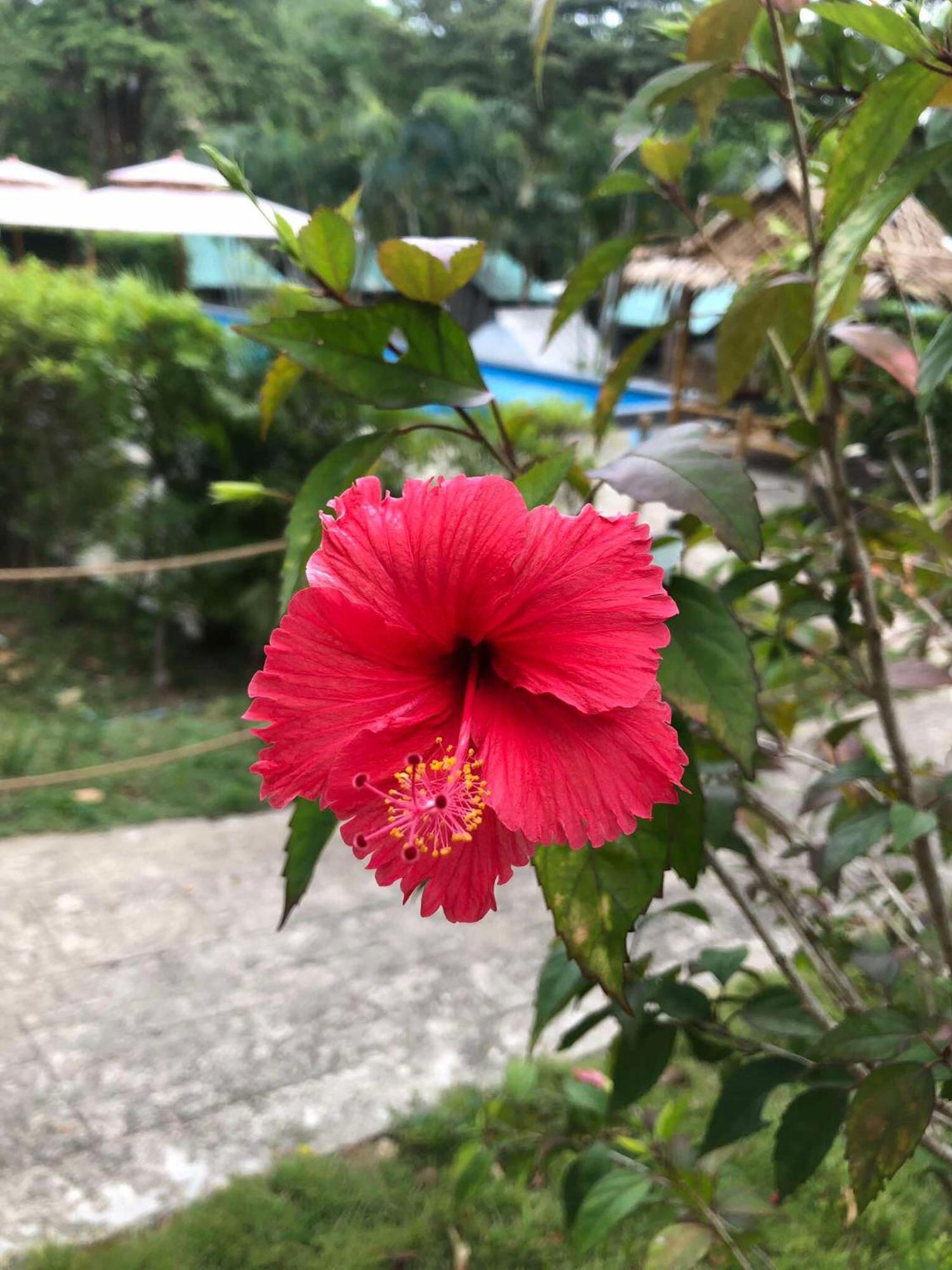 Siam Flora Resort 란타섬 외부 사진